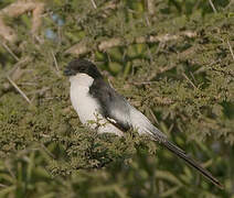 Long-tailed Fiscal