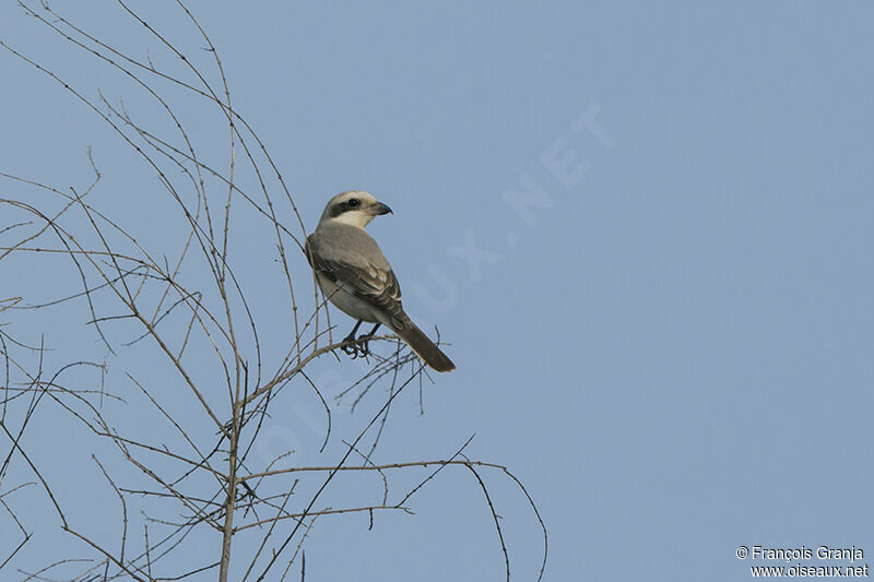 Lesser Grey Shrikeadult