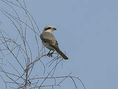 Lesser Grey Shrike