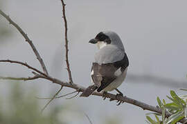 Lesser Grey Shrike