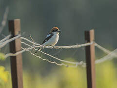 Woodchat Shrike