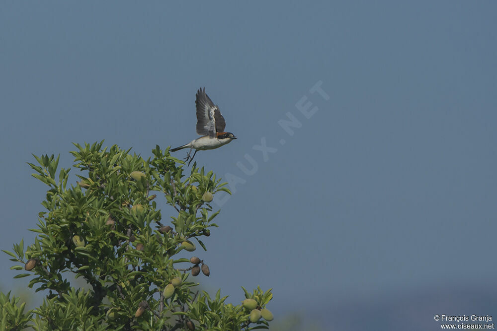 Woodchat Shrikeadult