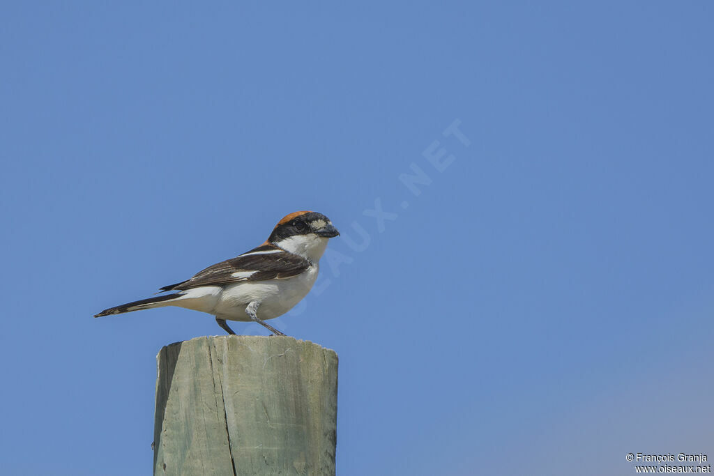 Woodchat Shrike male adult