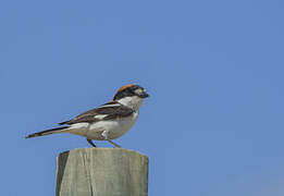 Woodchat Shrike