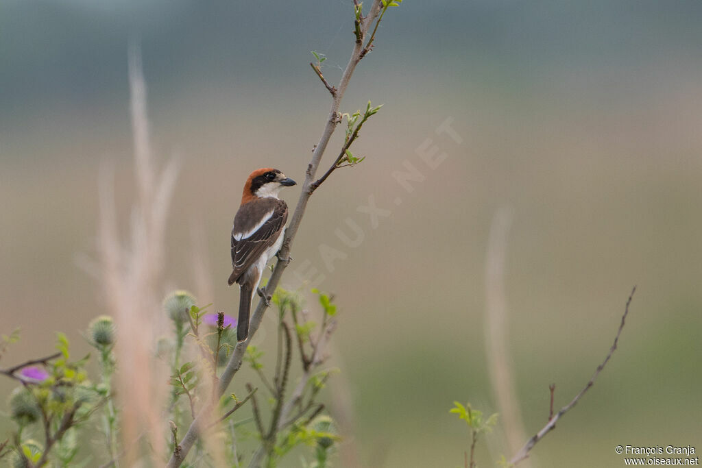 Woodchat Shrike