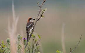 Woodchat Shrike