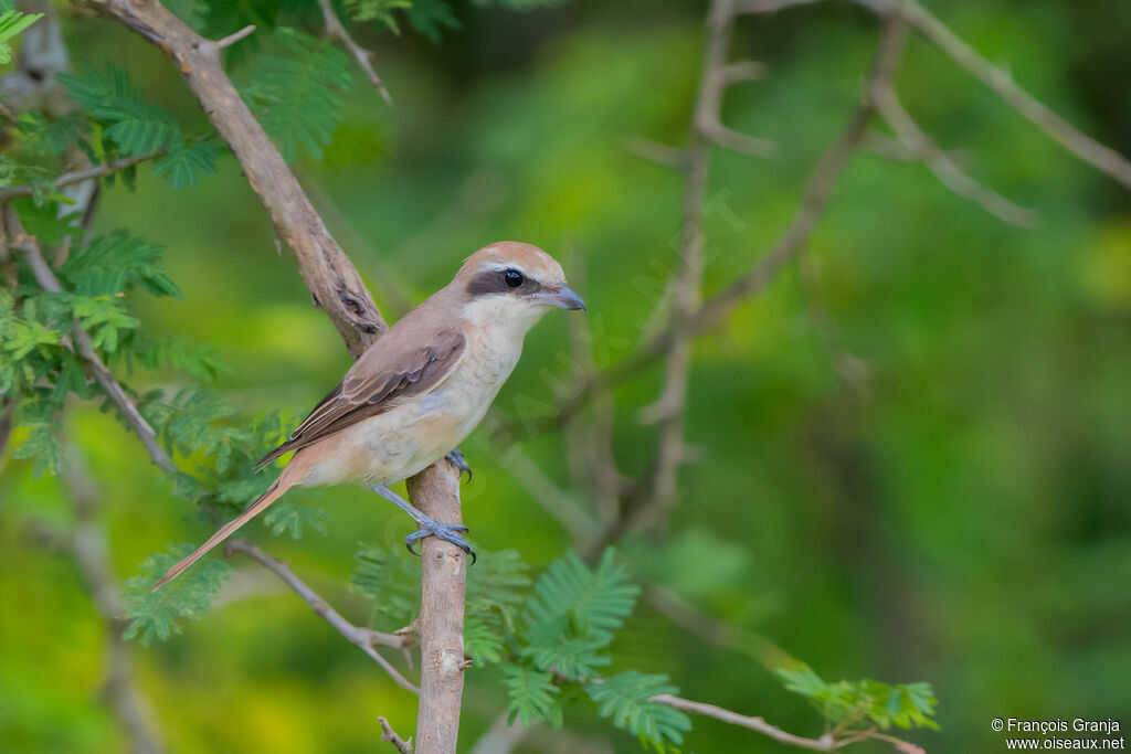 Brown Shrike