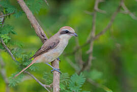 Brown Shrike