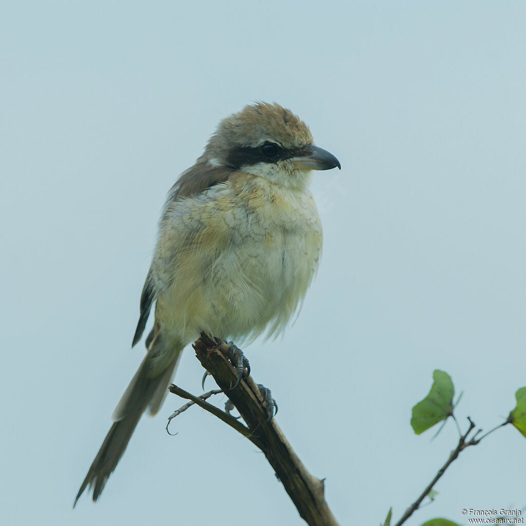 Brown Shrike