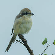 Brown Shrike