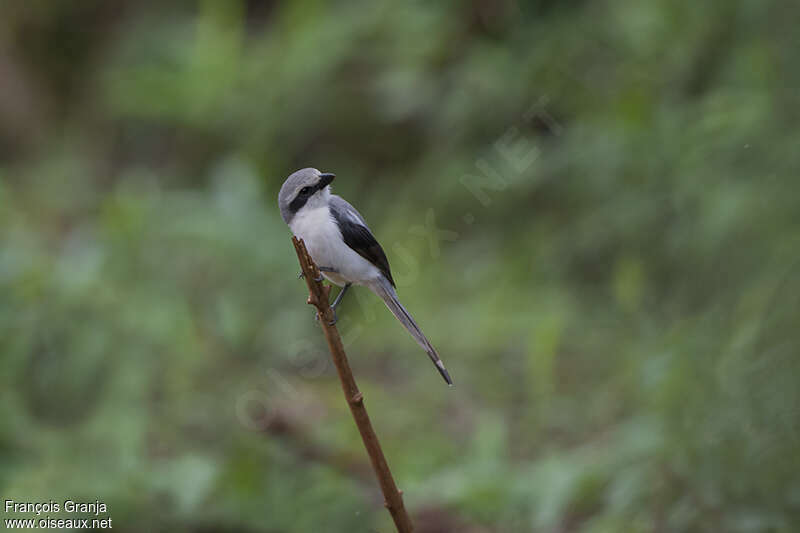 Mackinnon's Shrike male adult, fishing/hunting