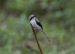 Mackinnon's Shrike