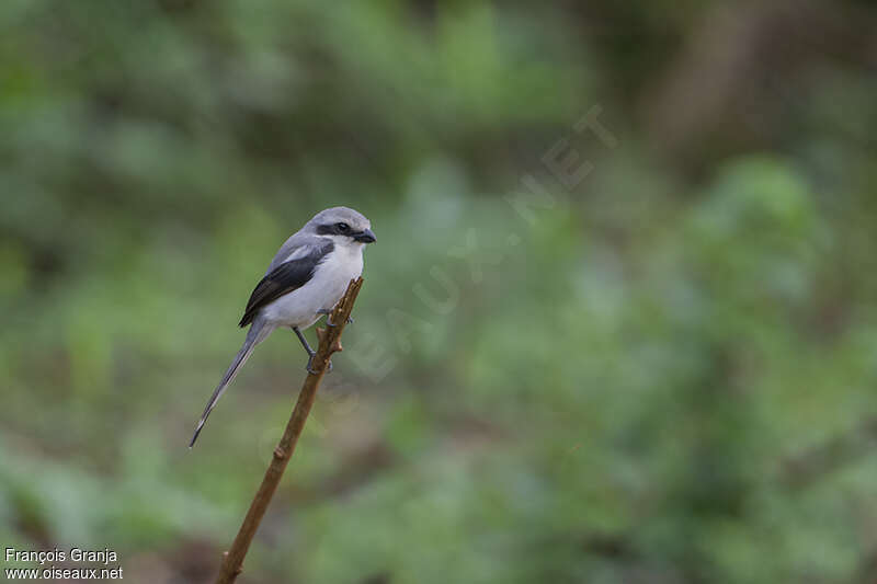 Pie-grièche de Mackinnon mâle adulte, identification