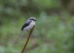 Mackinnon's Shrike