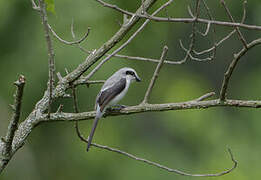 Mackinnon's Shrike