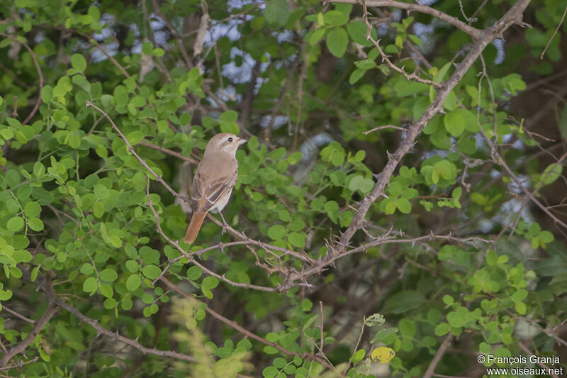 Red-tailed Shrikeadult