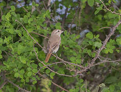 Red-tailed Shrike