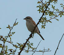 Red-backed Shrike