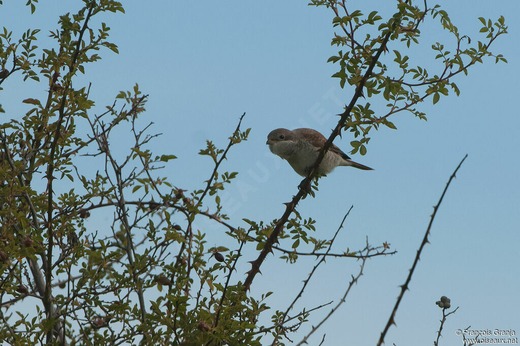 Red-backed Shrike female adult