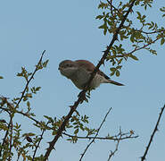 Red-backed Shrike