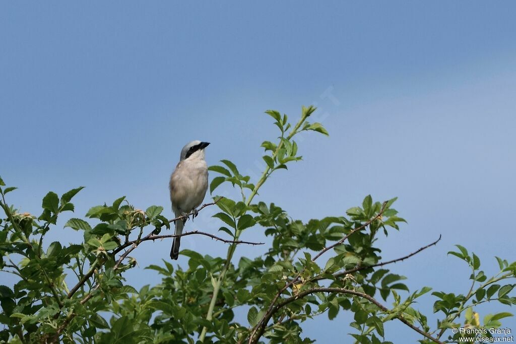 Red-backed Shrike male adult