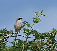 Red-backed Shrike