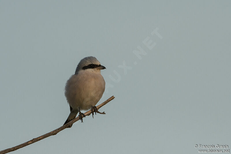 Red-backed Shrikeadult