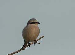 Red-backed Shrike