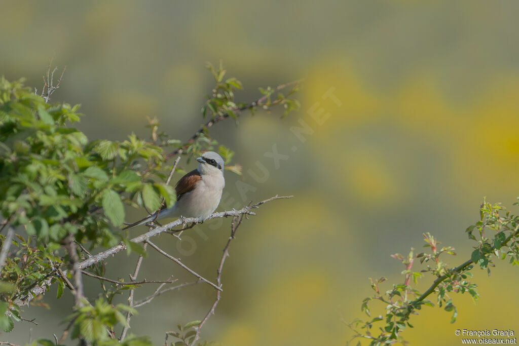 Red-backed Shrike male