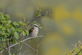 Red-backed Shrike