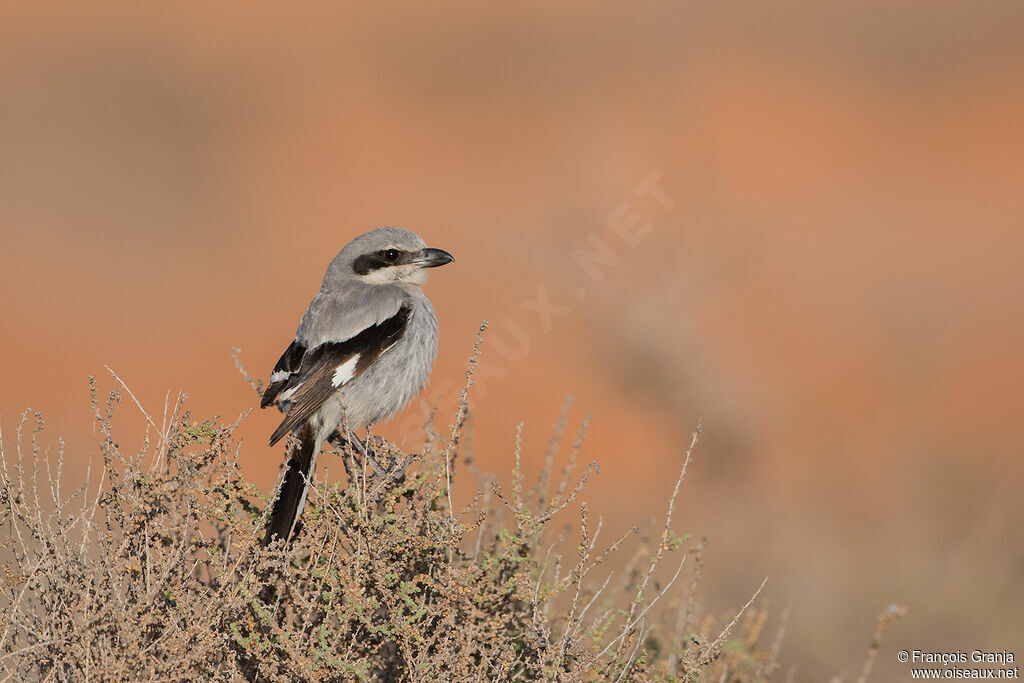 Great Grey Shrike