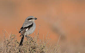 Great Grey Shrike