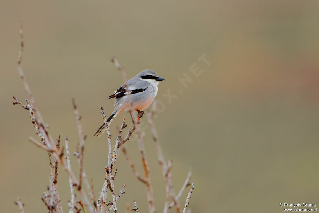 Great Grey Shrike