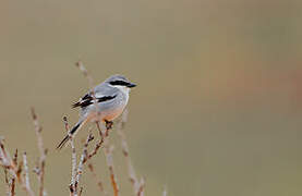 Great Grey Shrike