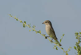 Isabelline Shrike