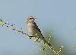 Isabelline Shrike