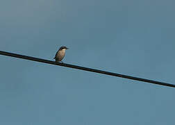 Iberian Grey Shrike