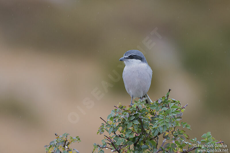 Iberian Grey Shrikeadult