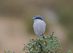 Iberian Grey Shrike