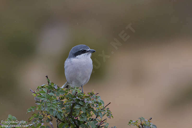 Iberian Grey Shrikeadult, close-up portrait