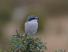 Iberian Grey Shrike