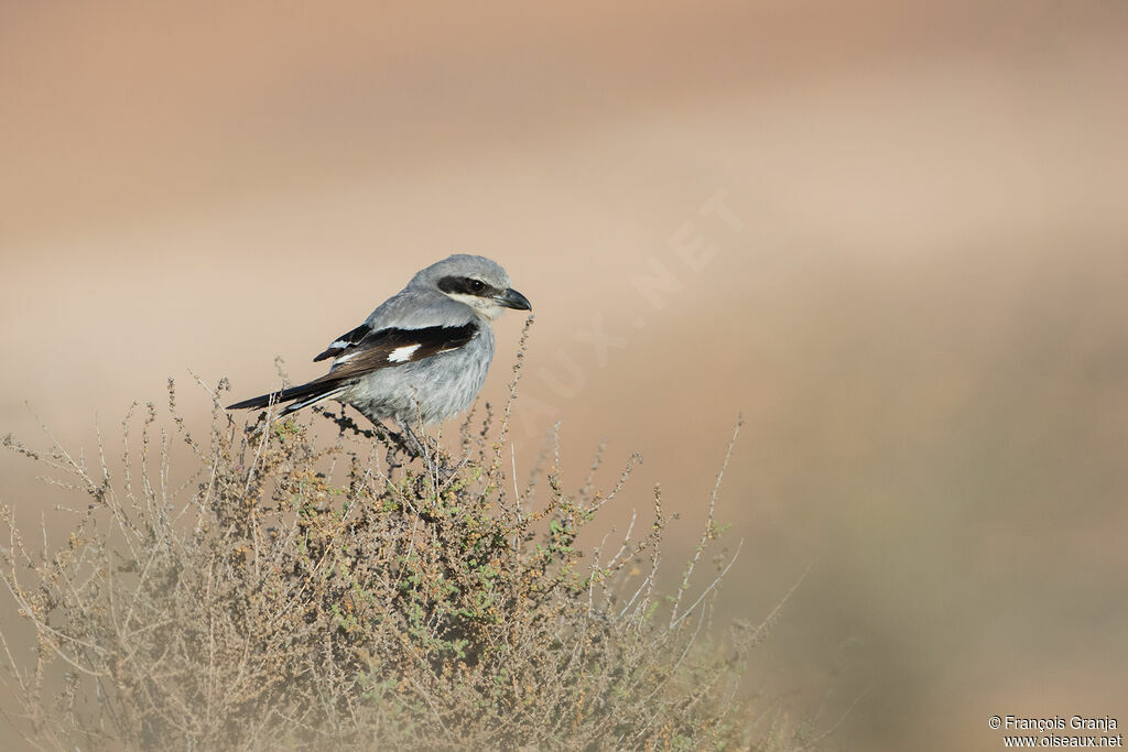 Iberian Grey Shrike