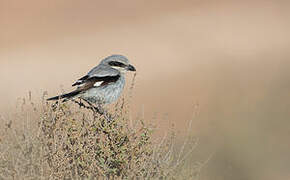 Iberian Grey Shrike