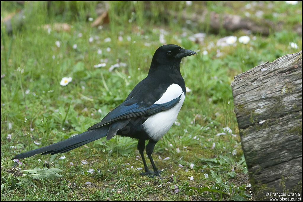 Eurasian Magpieadult