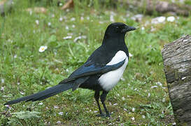 Eurasian Magpie