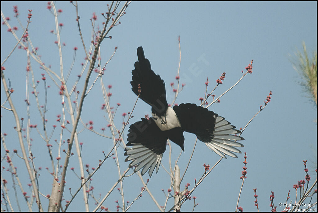 Eurasian Magpieadult