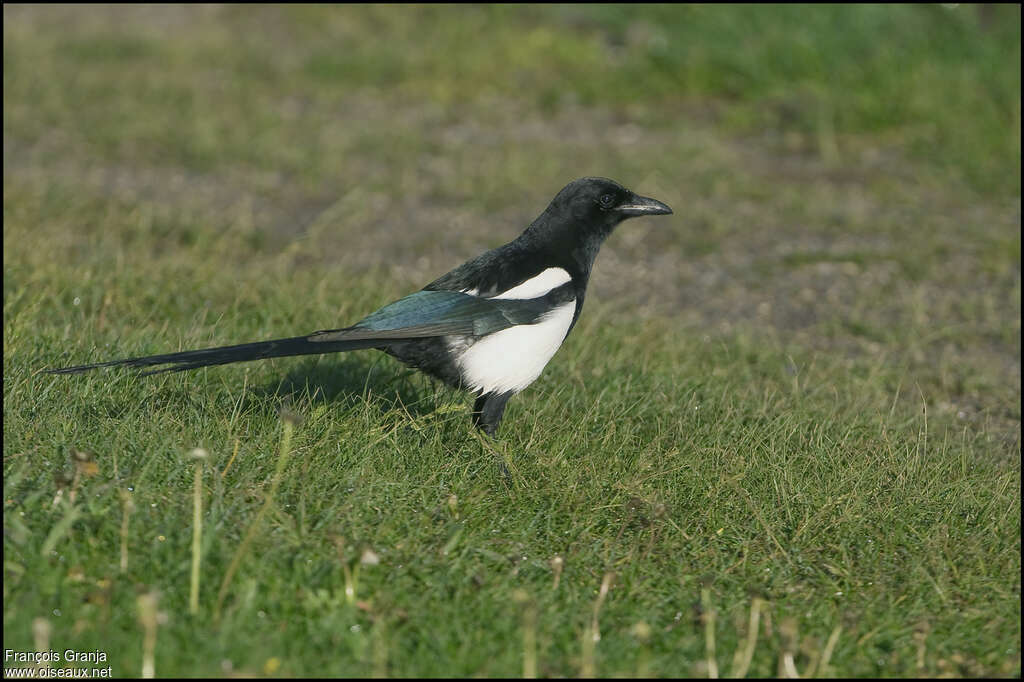 Black-billed Magpieadult, identification