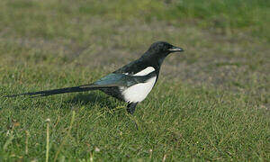 Black-billed Magpie