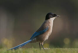 Iberian Magpie