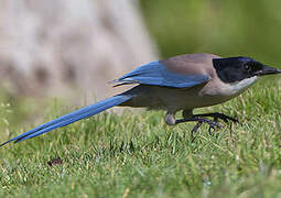 Iberian Magpie